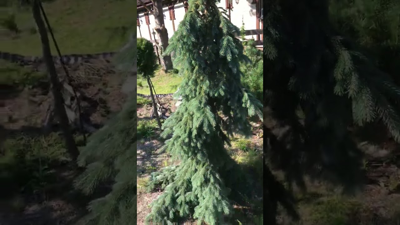 Ель канадская (сизая) Пендула/. Picea glauca Pendula. Хвойный Сад Надежды 