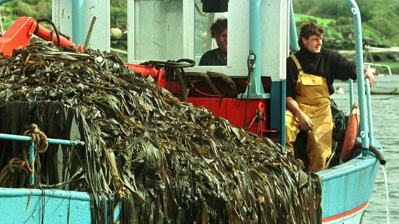 SIGNAL. Des algues à Matignon, l'épopée du premier parc naturel marin français en mer d'Iroise