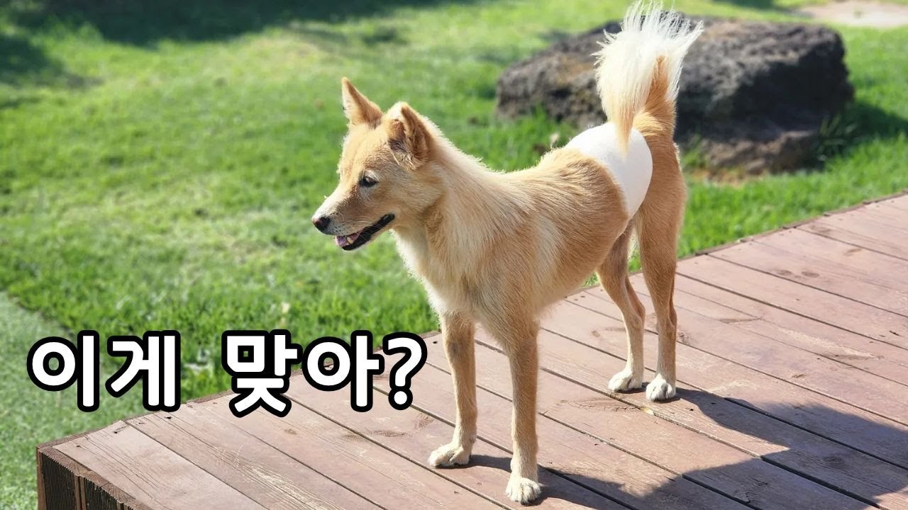 절미 중성화 수술 하고 왔는데 상태가...