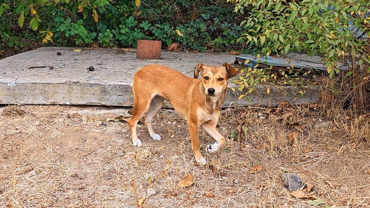 Terrified Dog With Broken Leg Runs Many Blocks in Pain Util We Finally Got Her