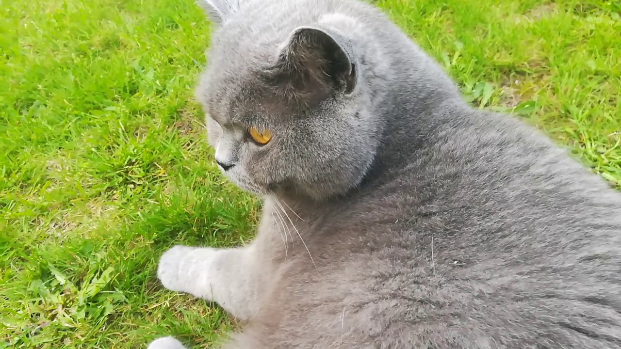 Katzenvlog#4 I bims