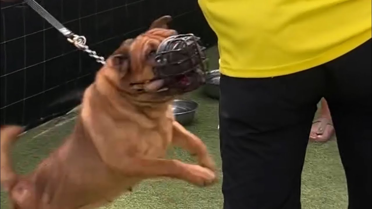SHARPEI AGGRESSIVO ATTACCA TUTTI