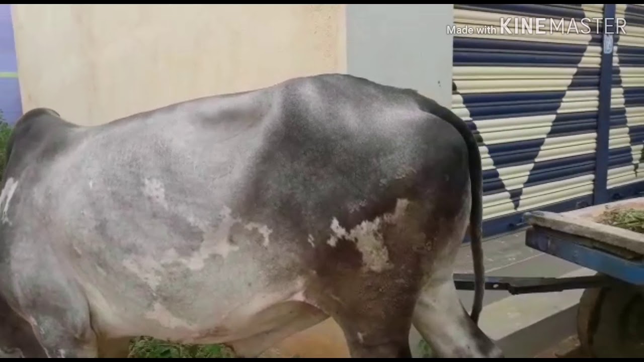 Big Khillari bull pulling cart