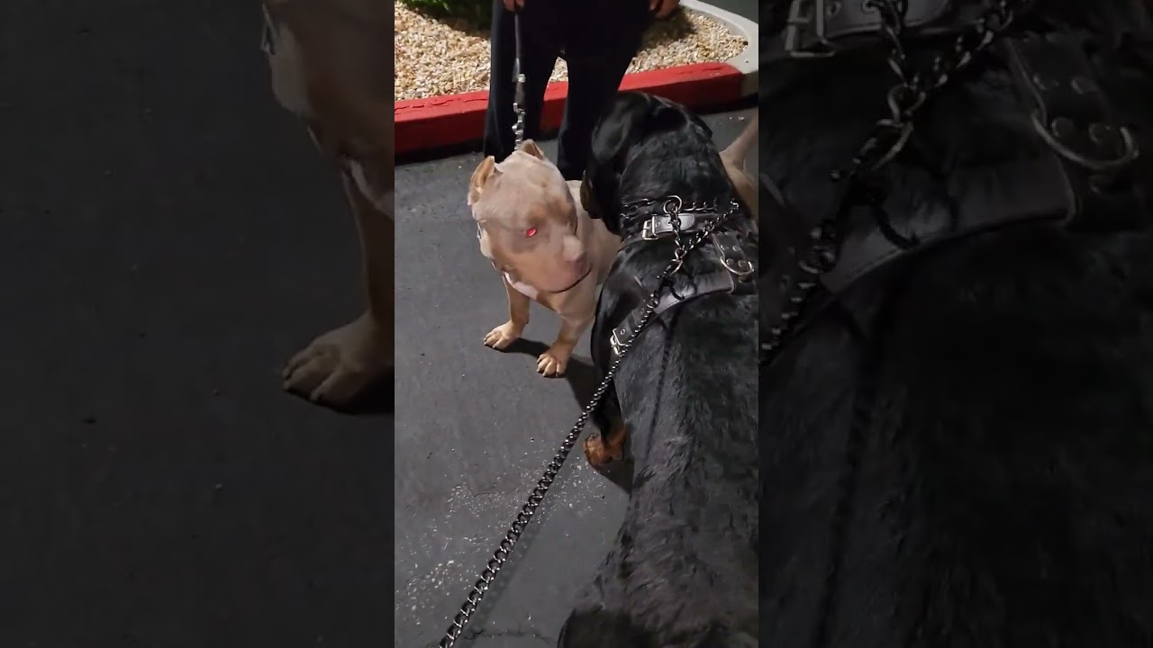 Rottweiler vs Pitbull