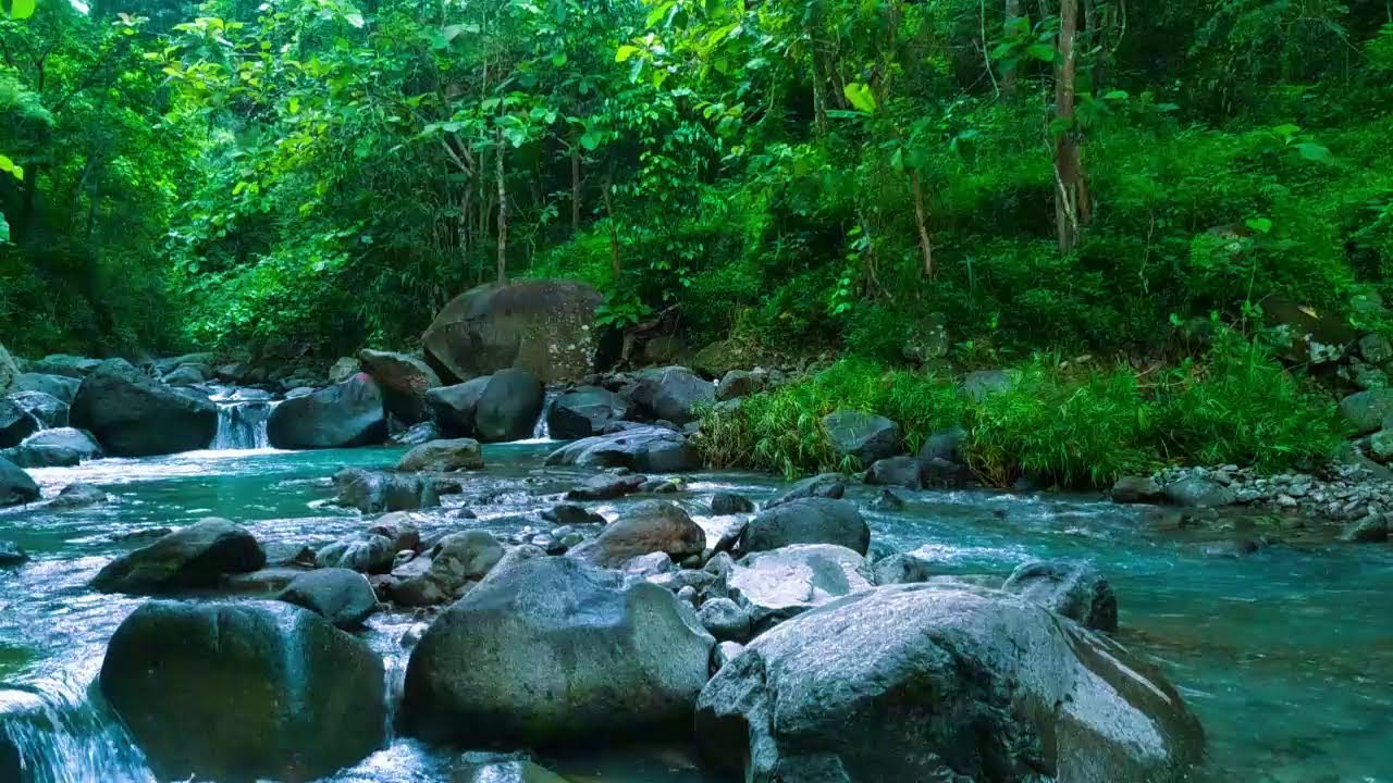 Forest Ambience Sounds - Healing Nature Sounds for Sleep and Relaxation, ASMR