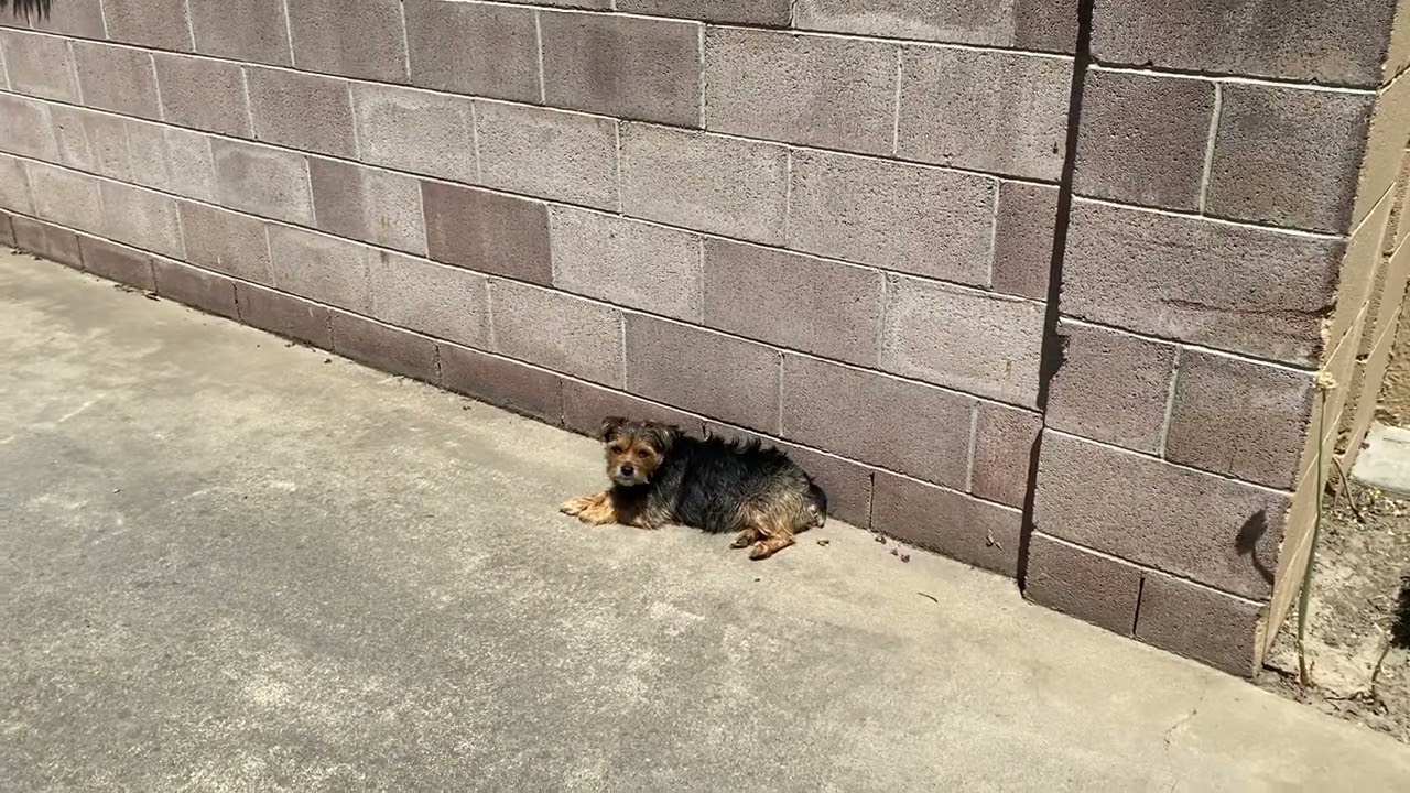 Sunshine Dog