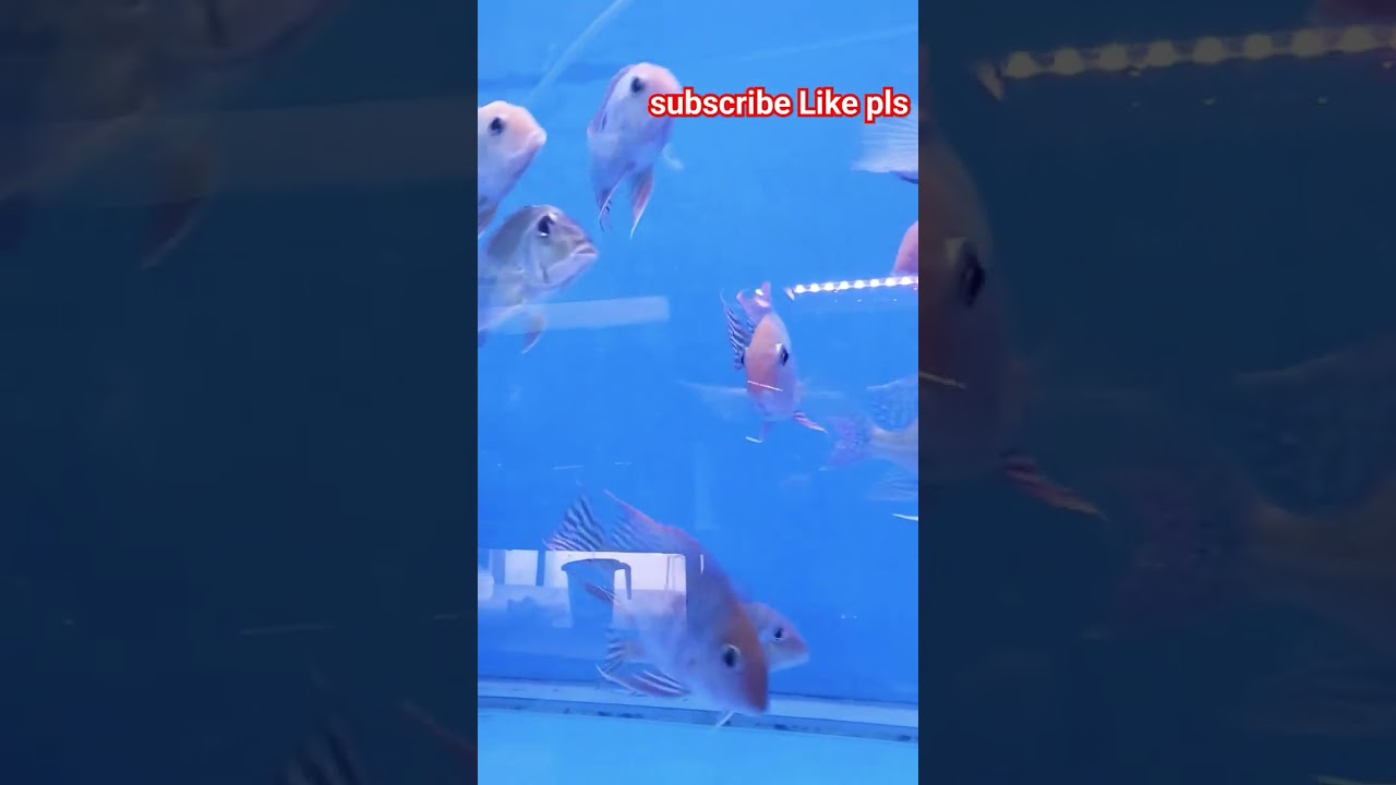 Akar aquarium #shortvideo #fish #aquarium #viral #ytshorts #shorts