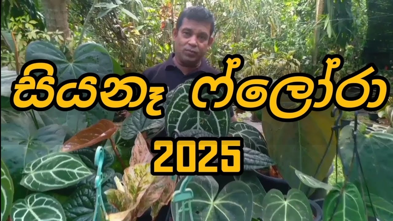 කිරිඳිවැල සියනෑ ෆ්ලෝරා මල් ප්‍රදර්ශනය🌷🌱 | siyane flora exhibition kirindiwela