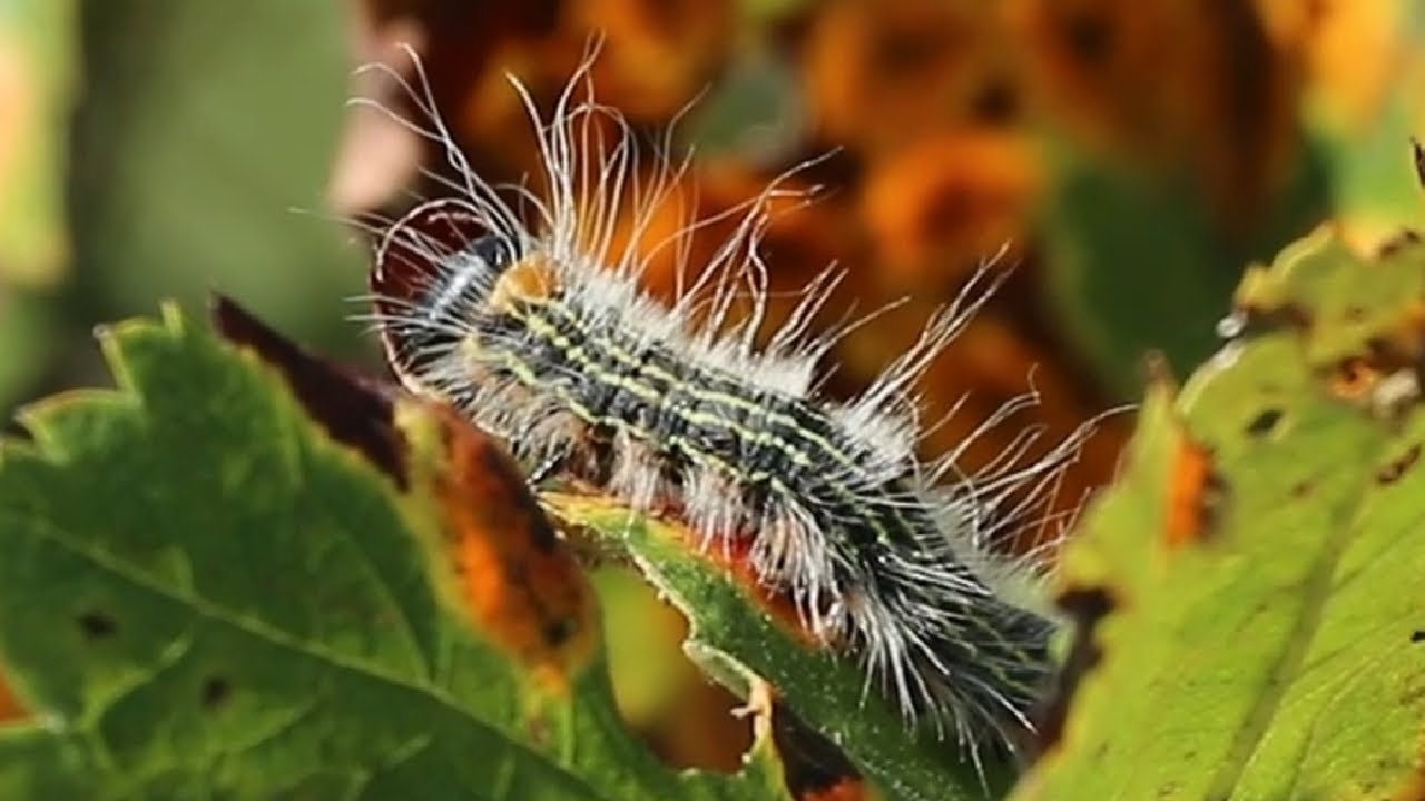 Close Up Videos of Yellow-Necked Caterpillar Moth Larvae