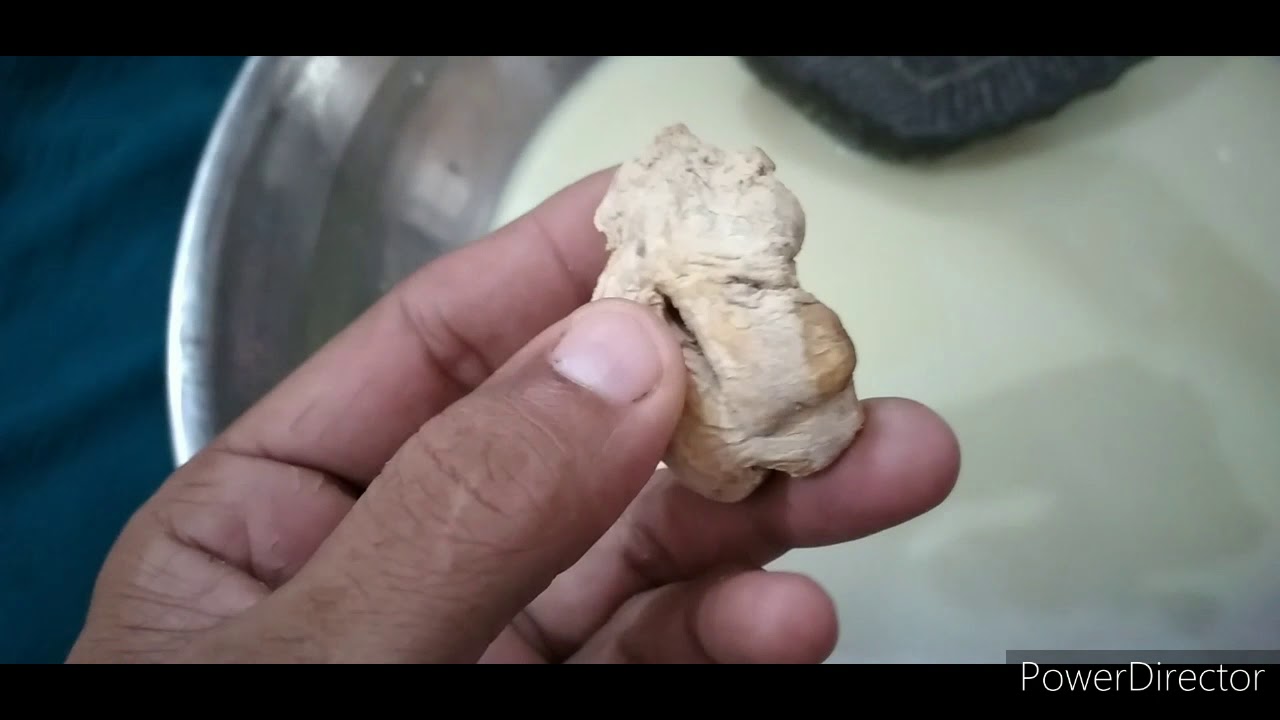 Gole Kabootar lambi ka khel Pani