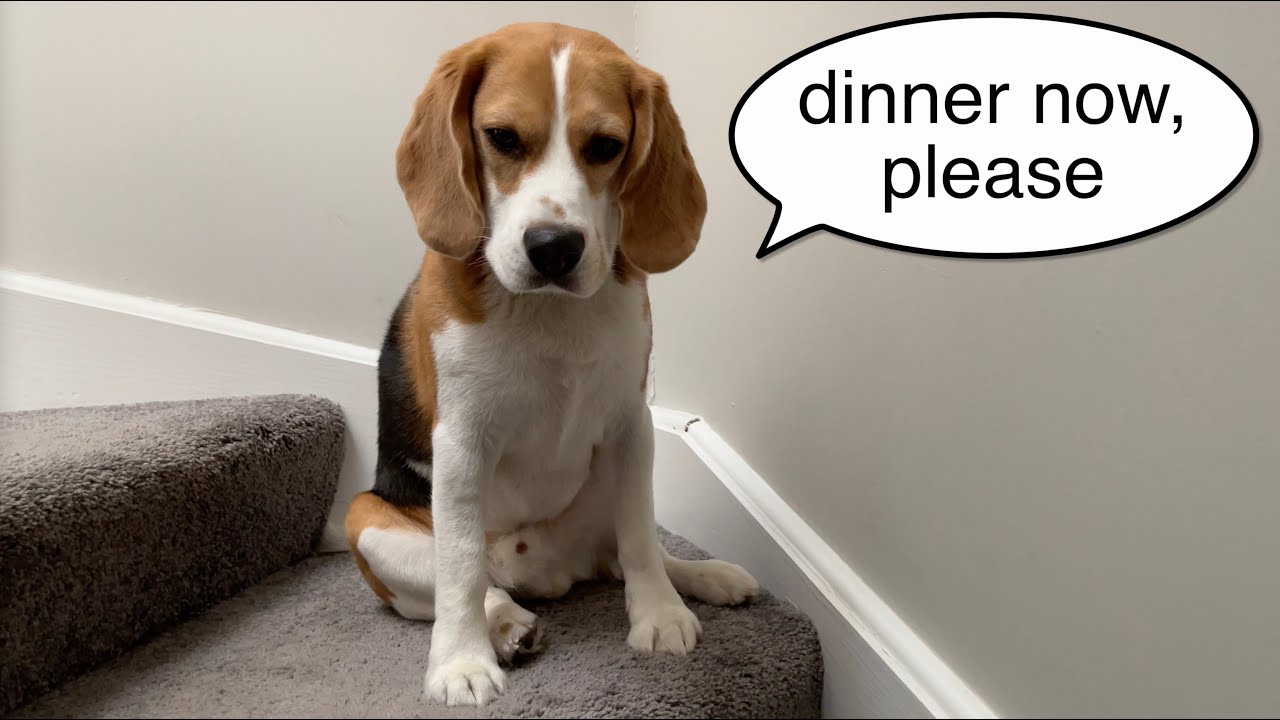 Cute beagle waits patiently