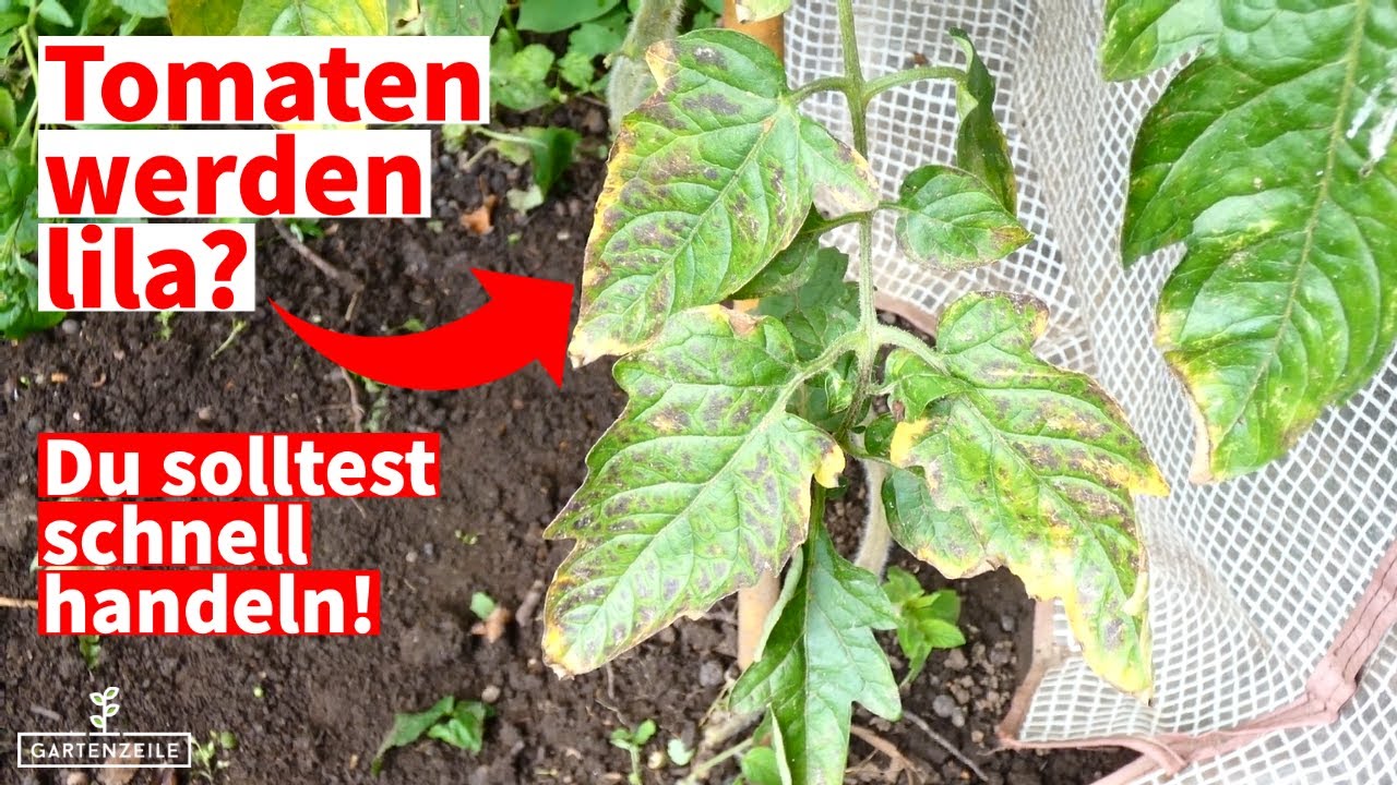 Tomatenpflanzen werden lila - Du solltest schnell handeln!