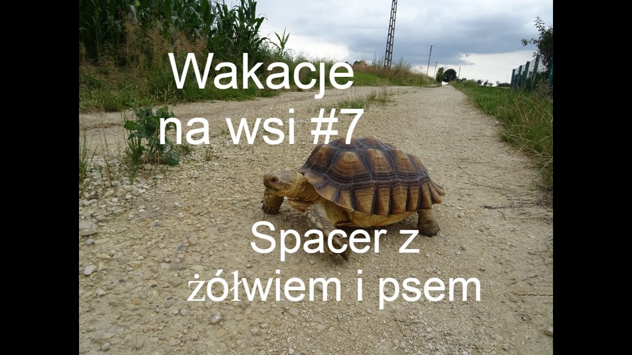 Poranna rutyna na wakacjach🌄🌾