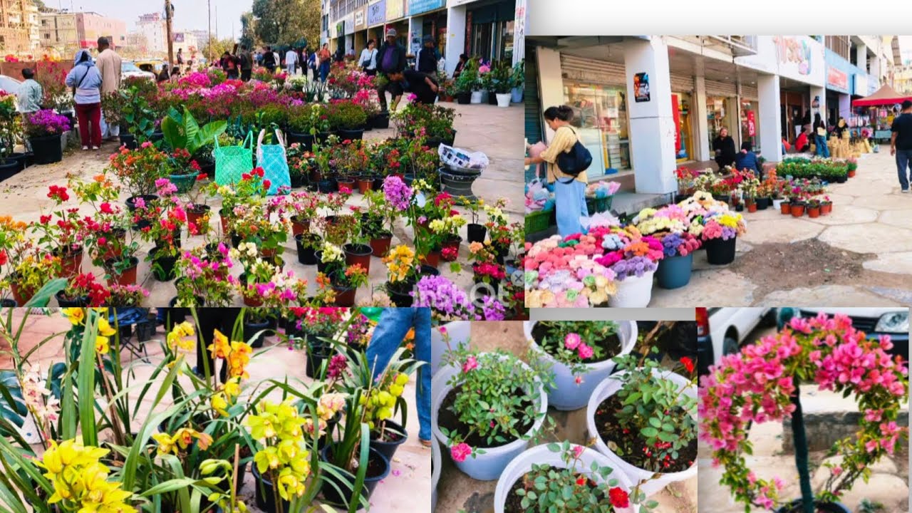 Winter season flower market ❣️🌺|| dimapur nagaland vlog 