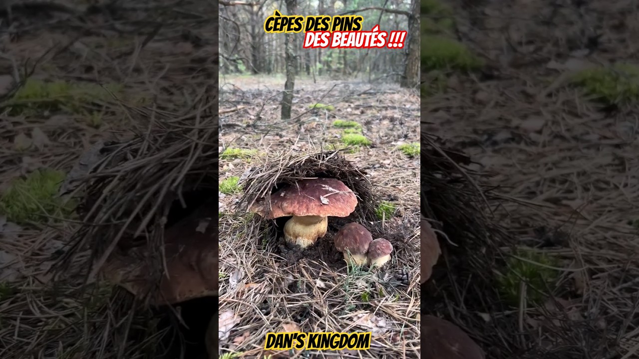 C&egrave;pes des pins ! Des beaut&eacute;s ! #cepes #mushroom #asmr #nature #champignons #shorts