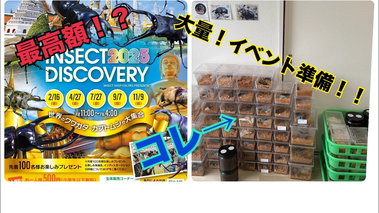 日本最高額の昆虫くじ！？西日本最大級のカブトムシイベントインセクトディスカバリーにて販売する商品がやばすぎた！