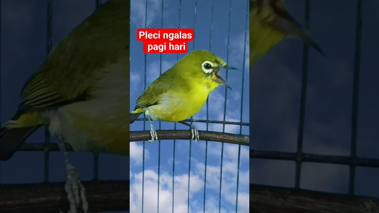 pleci dakun lokal ngalas pagi hari 