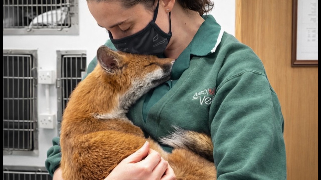 When Wild Animals Showing Love To Humans In The Cutest Ways ❤️