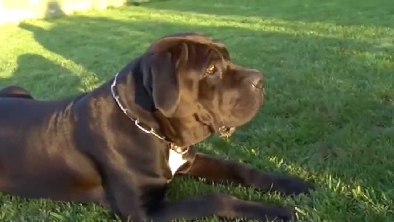 Cane Corso Italiano Nasıl Bir Köpektir? Pet Analiz