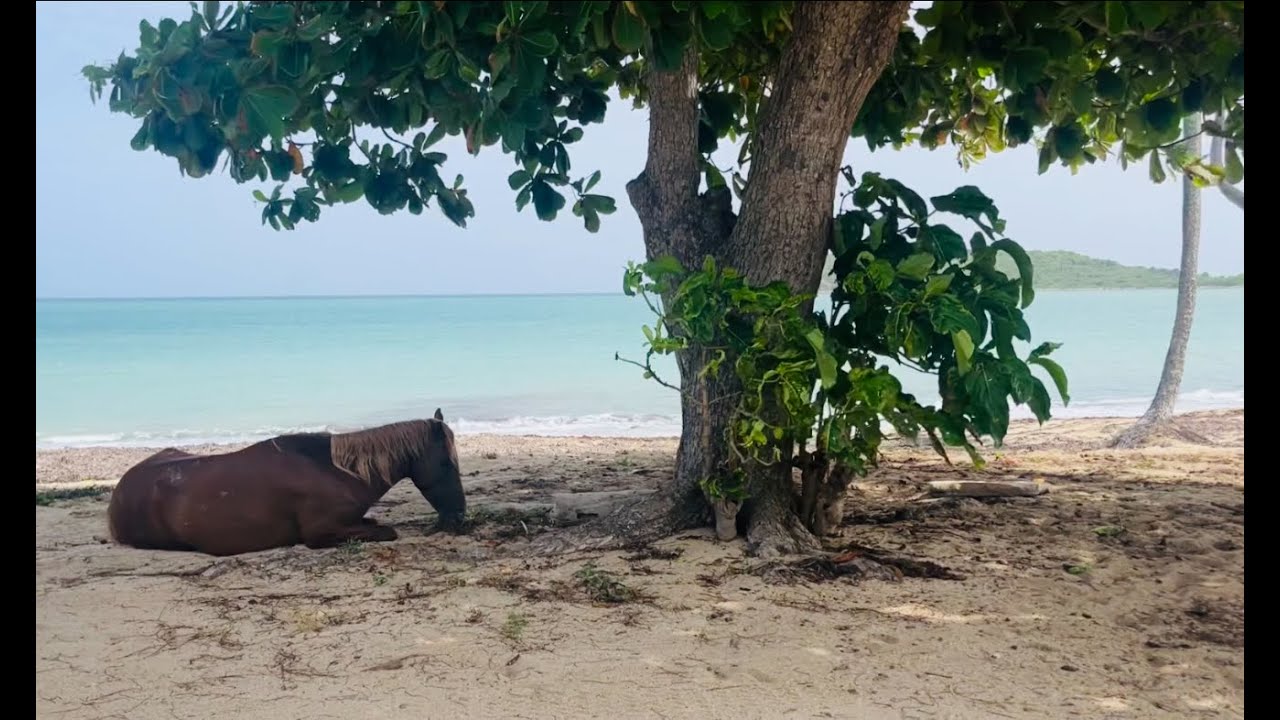8 Hours of Vieques Island Ocean White Noise with Roosters | Morning Nature Sounds