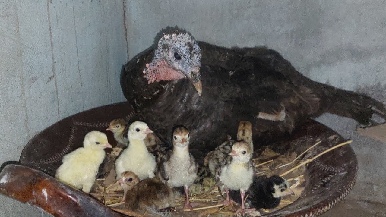 ❗️Nacieron  más pavitos 🐣 / Se los muestro todos 😍/  Arreglamos el cuarto de maternidad✅️ 🤔 #gallina