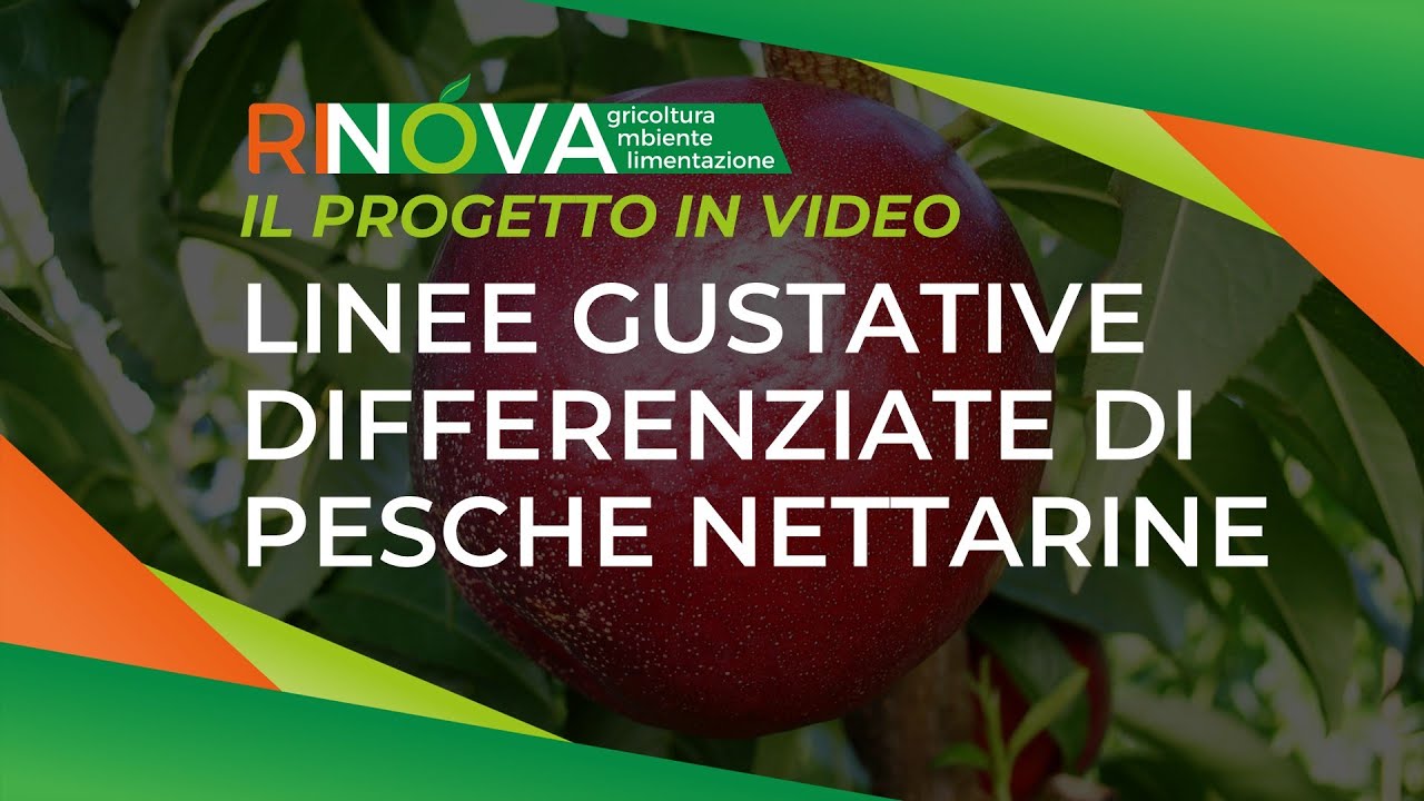 CICLONE: Linee gustative differenziate di pesche nettarine