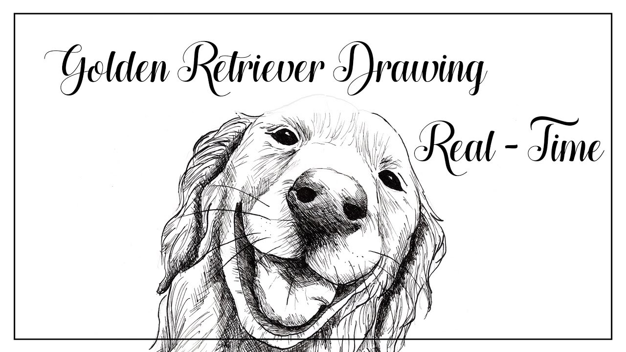 Golden Retriever INK DRAWING - Real time Video
