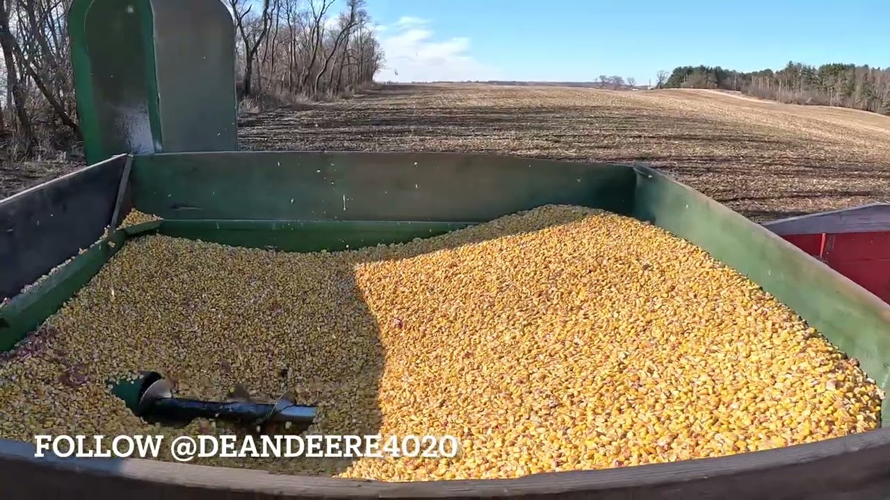 John Deere 45 harvesting corn   4K