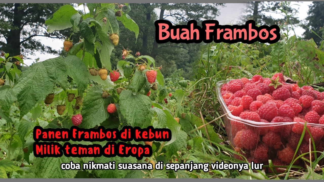 kalian tahu buah frambos? Bukan seperti yang kalian pikirkan..