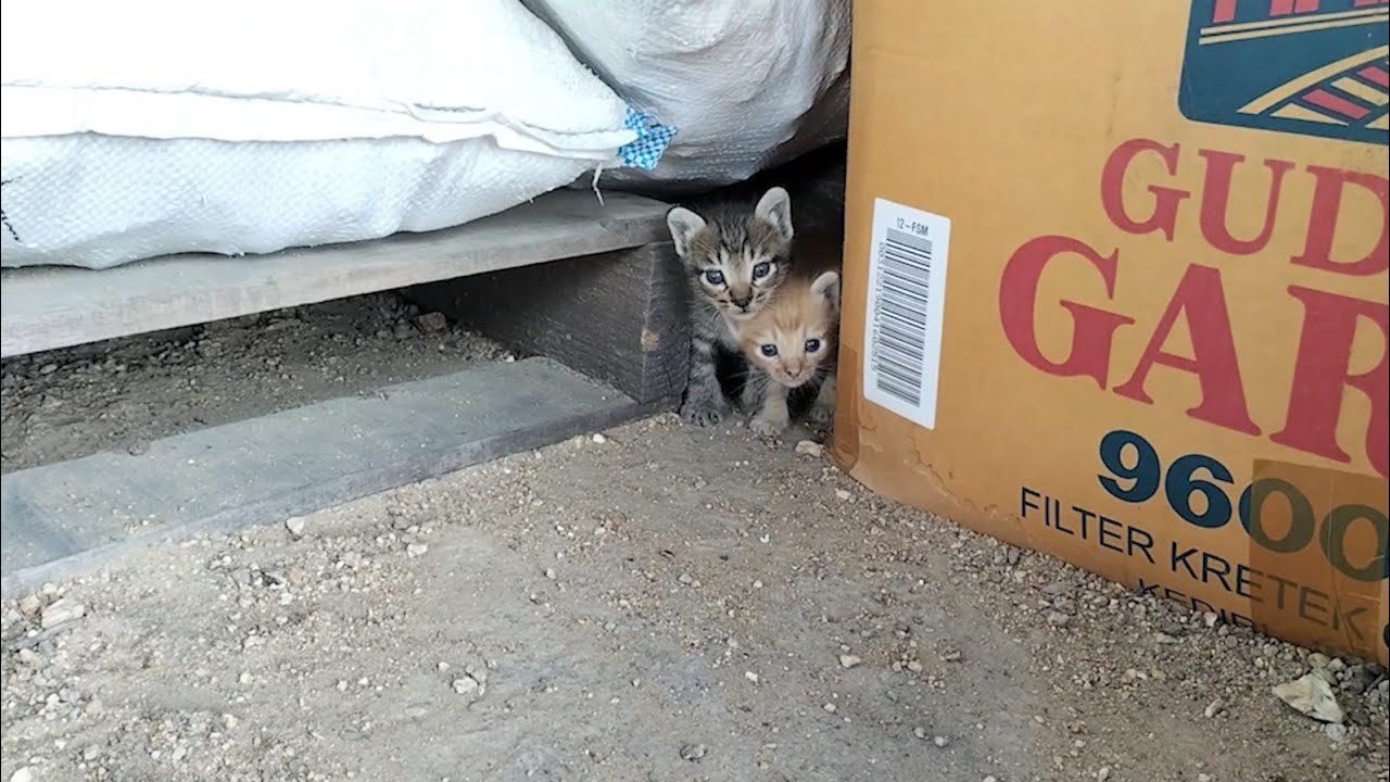 One Days Later, And You're Still Here?! I'Will Find Your Mother today!