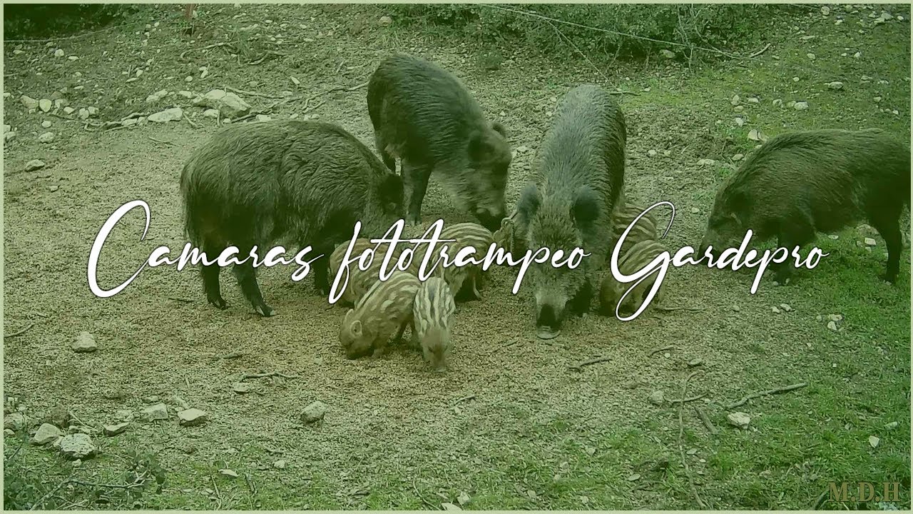 Cámaras de fototrampeo GARDEPRO