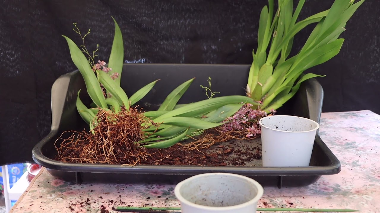 Repotting Two Oncidium Types