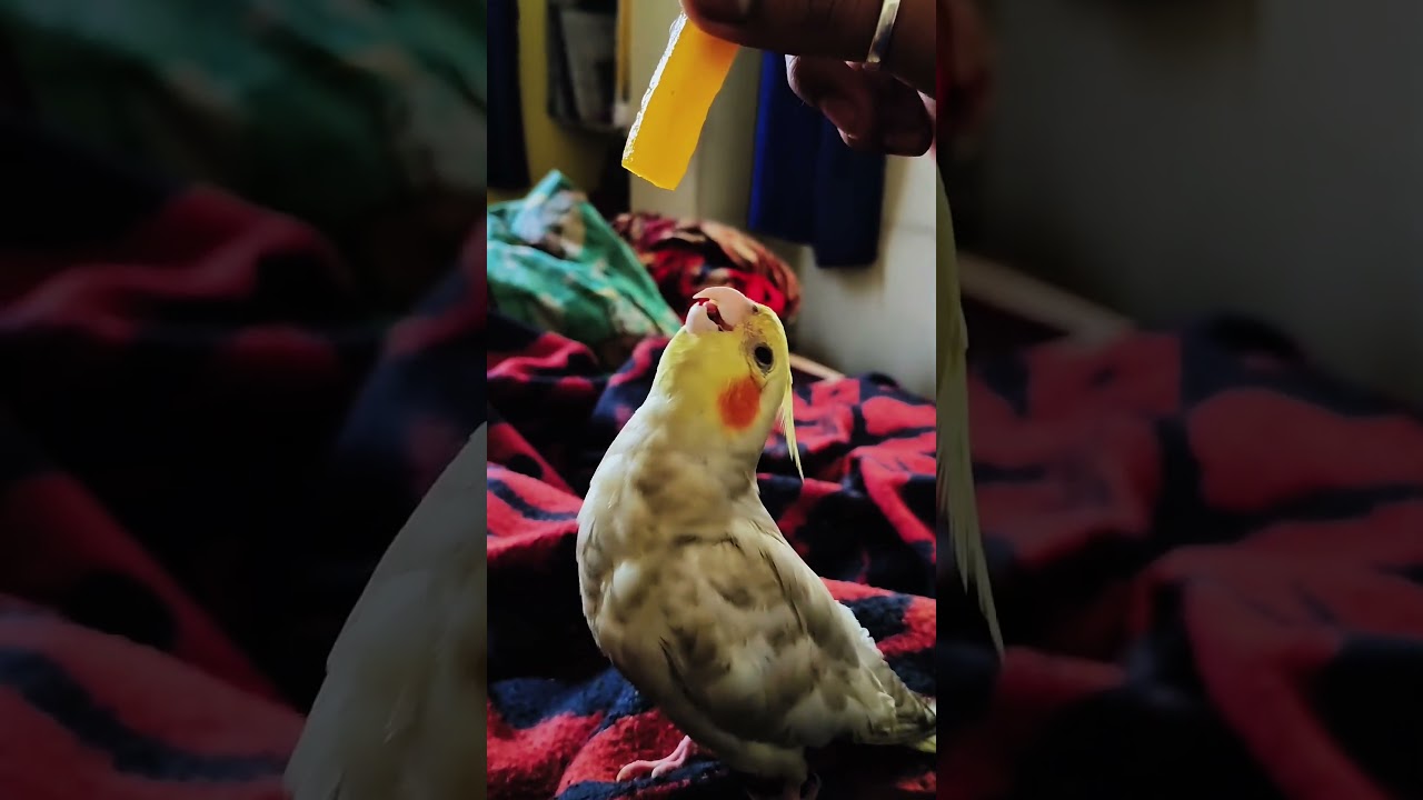 Playing With My Cockatiel Pico 🐦💛 | Cute Pet Moment