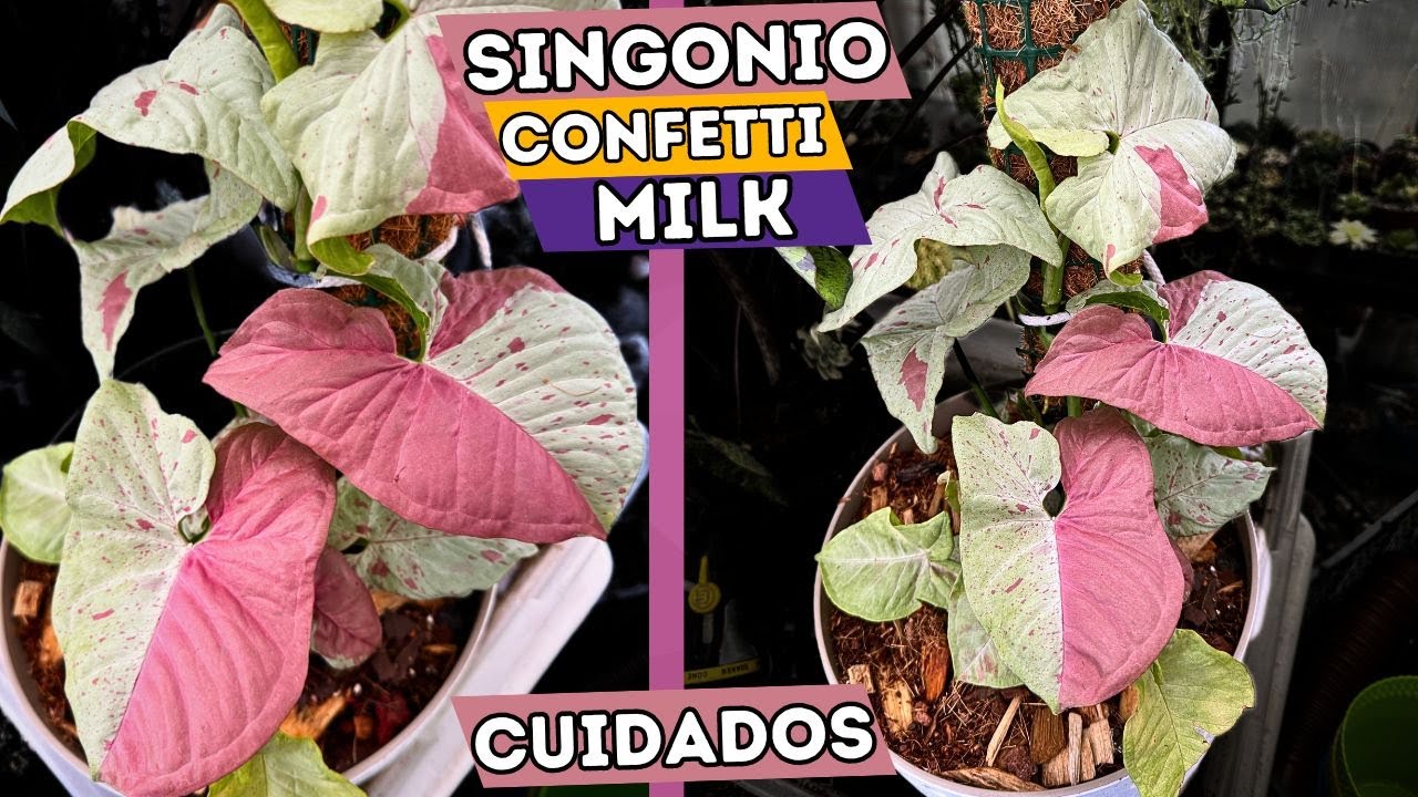 Singonio Confetti Milk Planta Que Necesitas En Tu Vida || Huerto Citadino