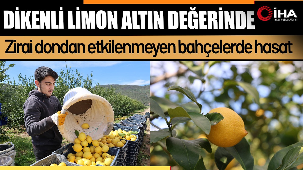 Dikenli limon üreticinin yüzünü güldürdü