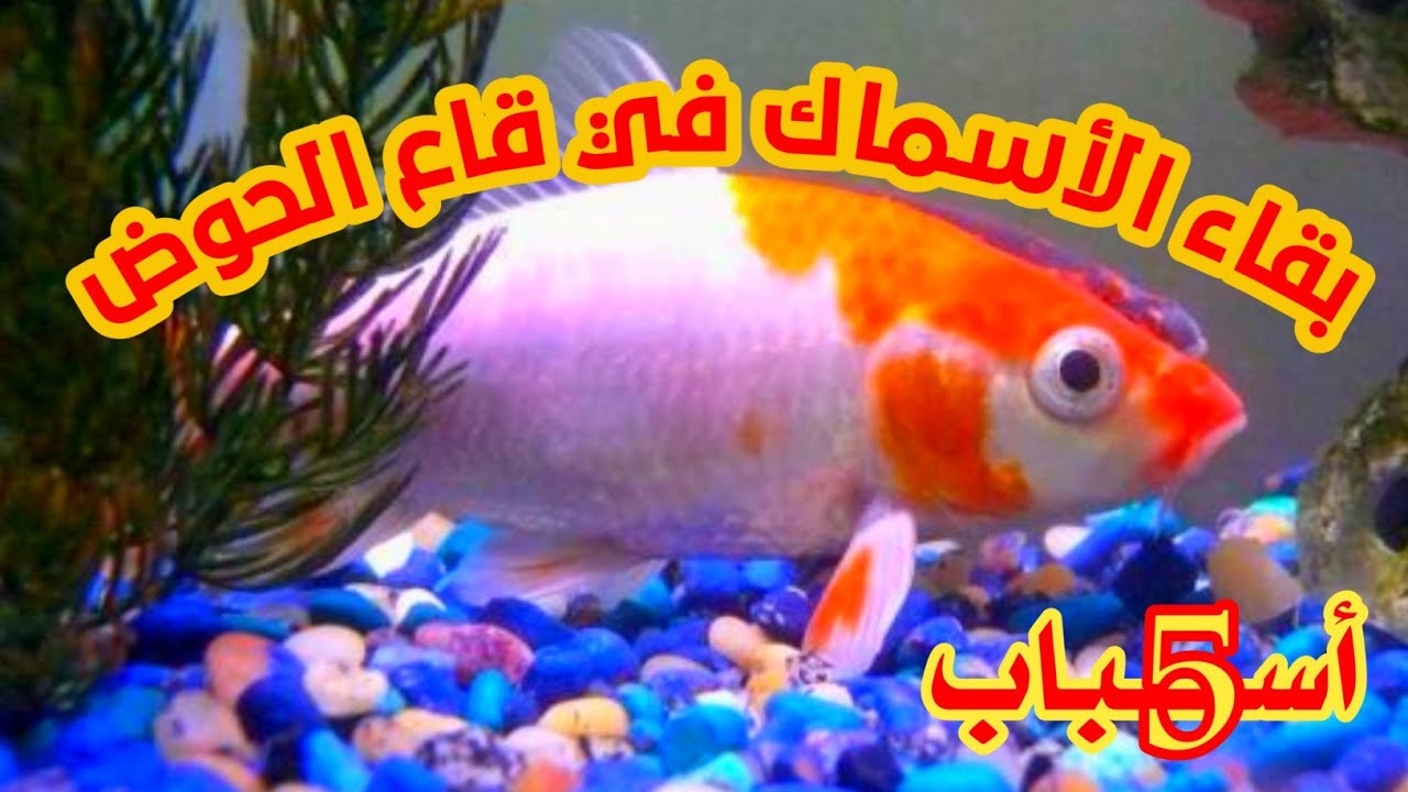 بقاء الأسماك في قاع الحوض | أهم 5 أسباب