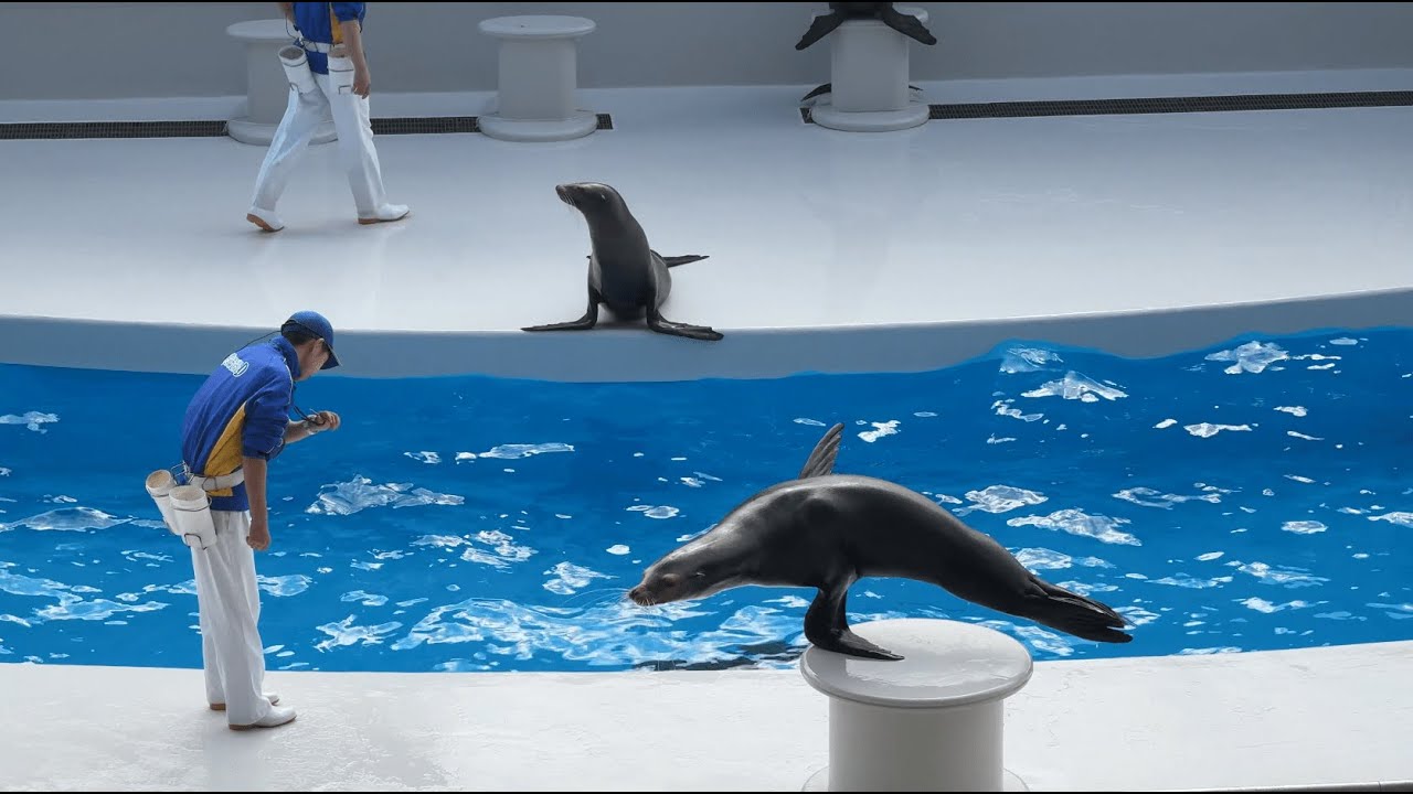 鴨川シーワールド アシカショー アシカパフォーマンス ※2024.02 / Kamogawa sea world sea lion show