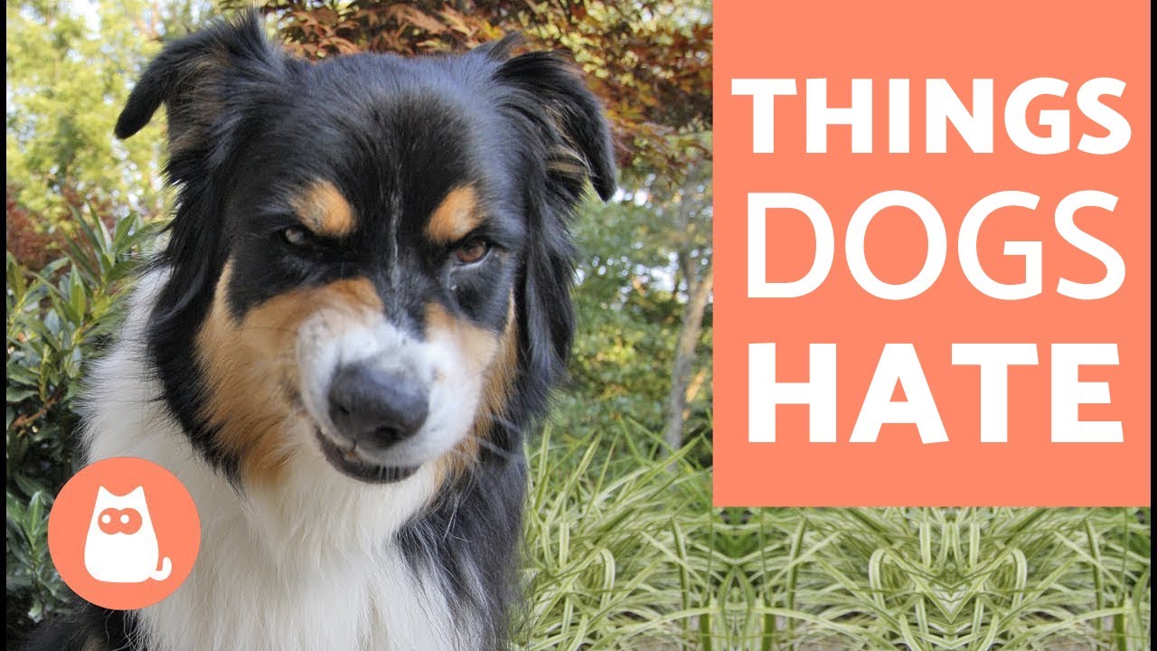10 things dogs HATE about humans