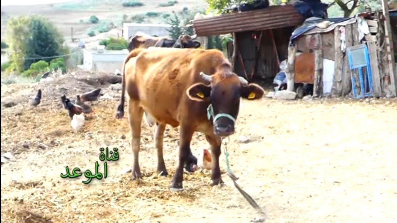 يقص واد مجردة معادش ثمة خضرة ، الكرمة منطقة فلاحية كبيرة أما نبقو ديما مستحقين الماء 