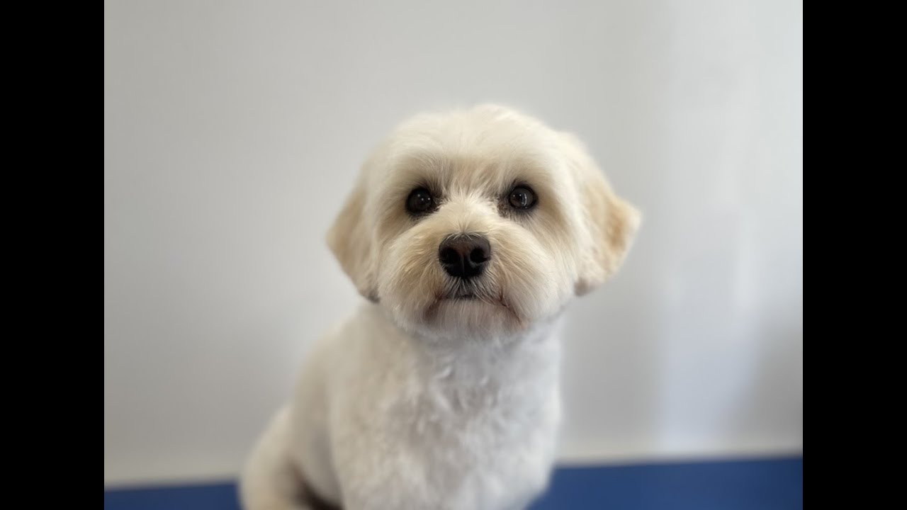 Teddy Bear Cut on a Poodle x Maltese | Dog Grooming