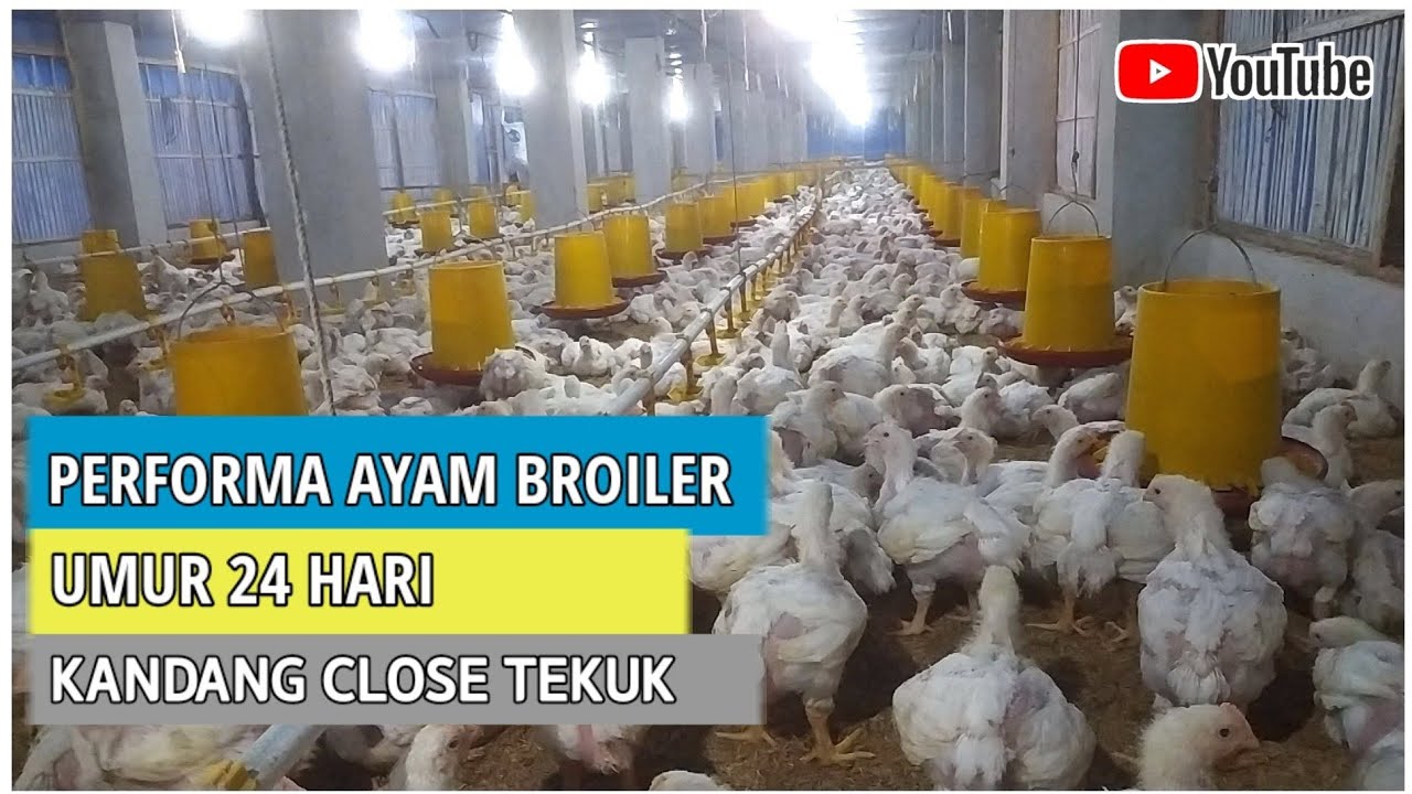 Merawat ayam broiler umur 24 hari sampai panen - kandang ayam close house tekuk