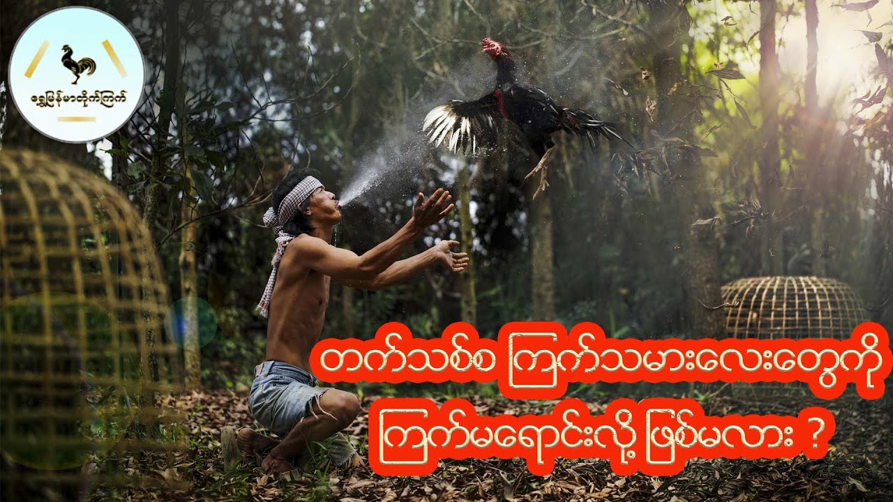 ကြက်မရောင်းလို့ ဖြစ်မလား ?