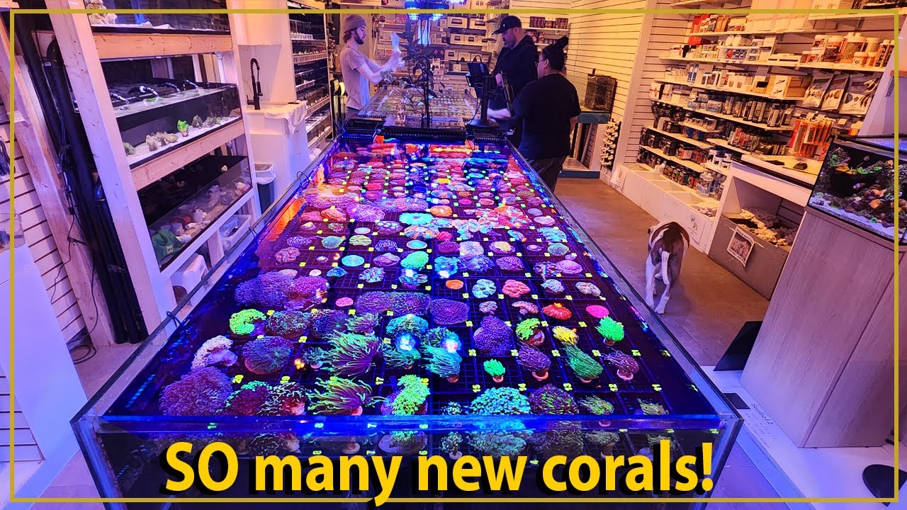HOLY COW Coral - Unboxing Video