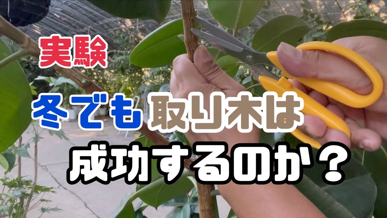 [実験]冬でも取り木はできるのか？