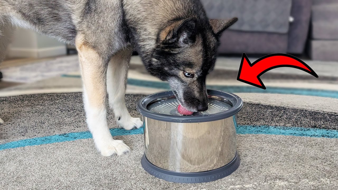 Best Spill-Proof Water Bowl for Large Dogs? 🐾