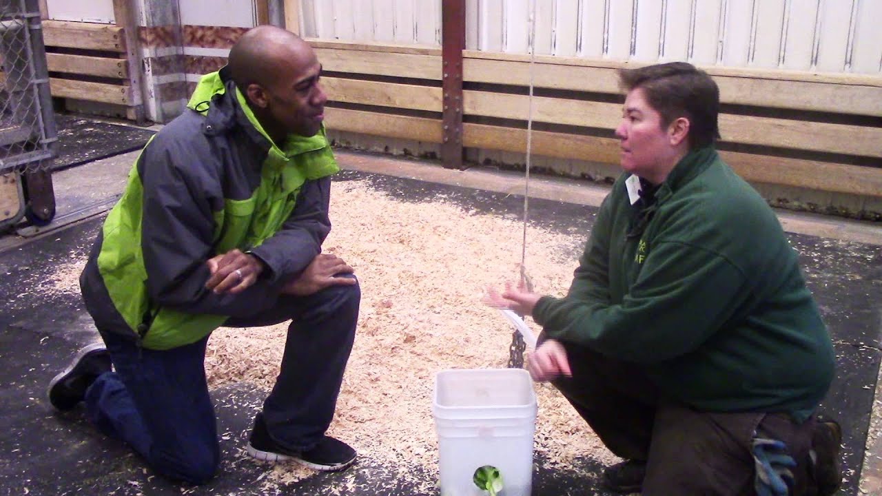 Giraffe Enrichment at Woodland Park Zoo