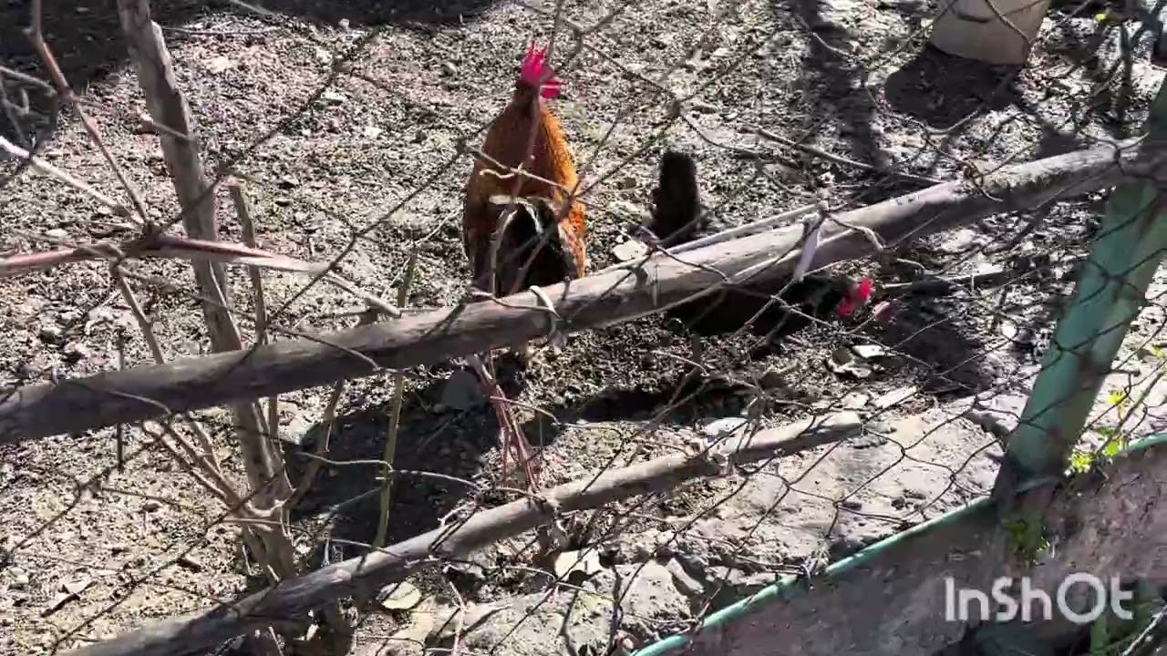Günlük vlog