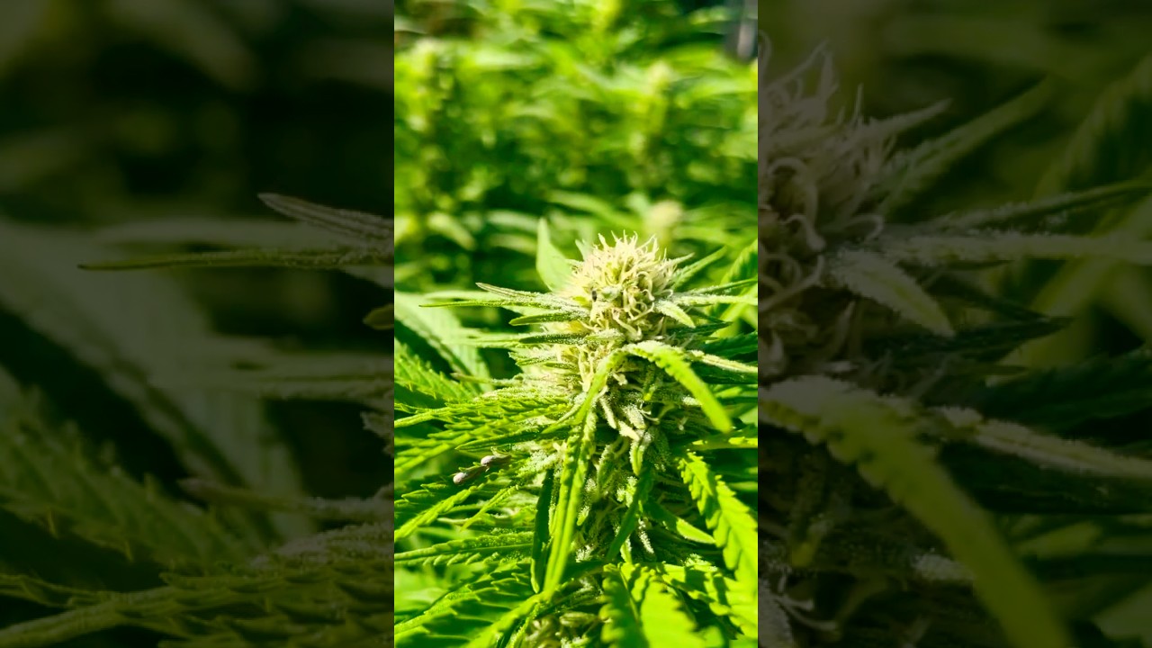 Growing super lemon haze giant colas