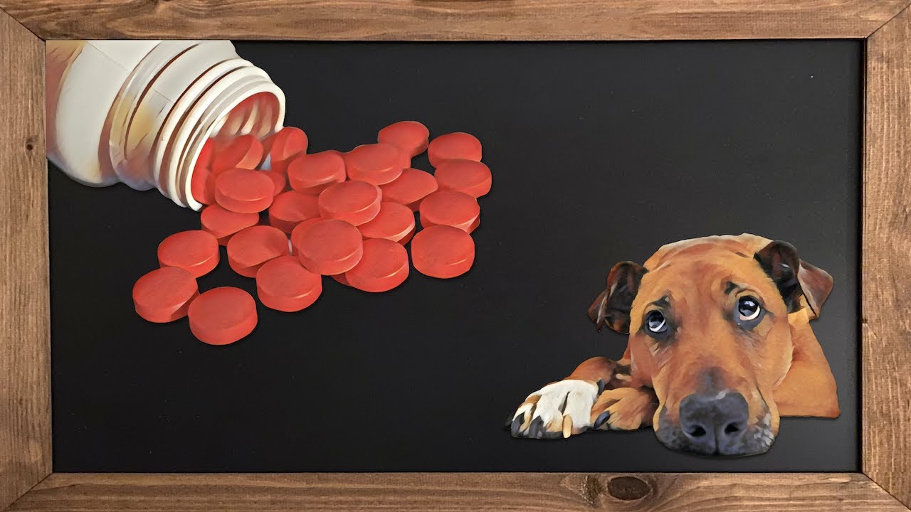 Canine arthritis medications