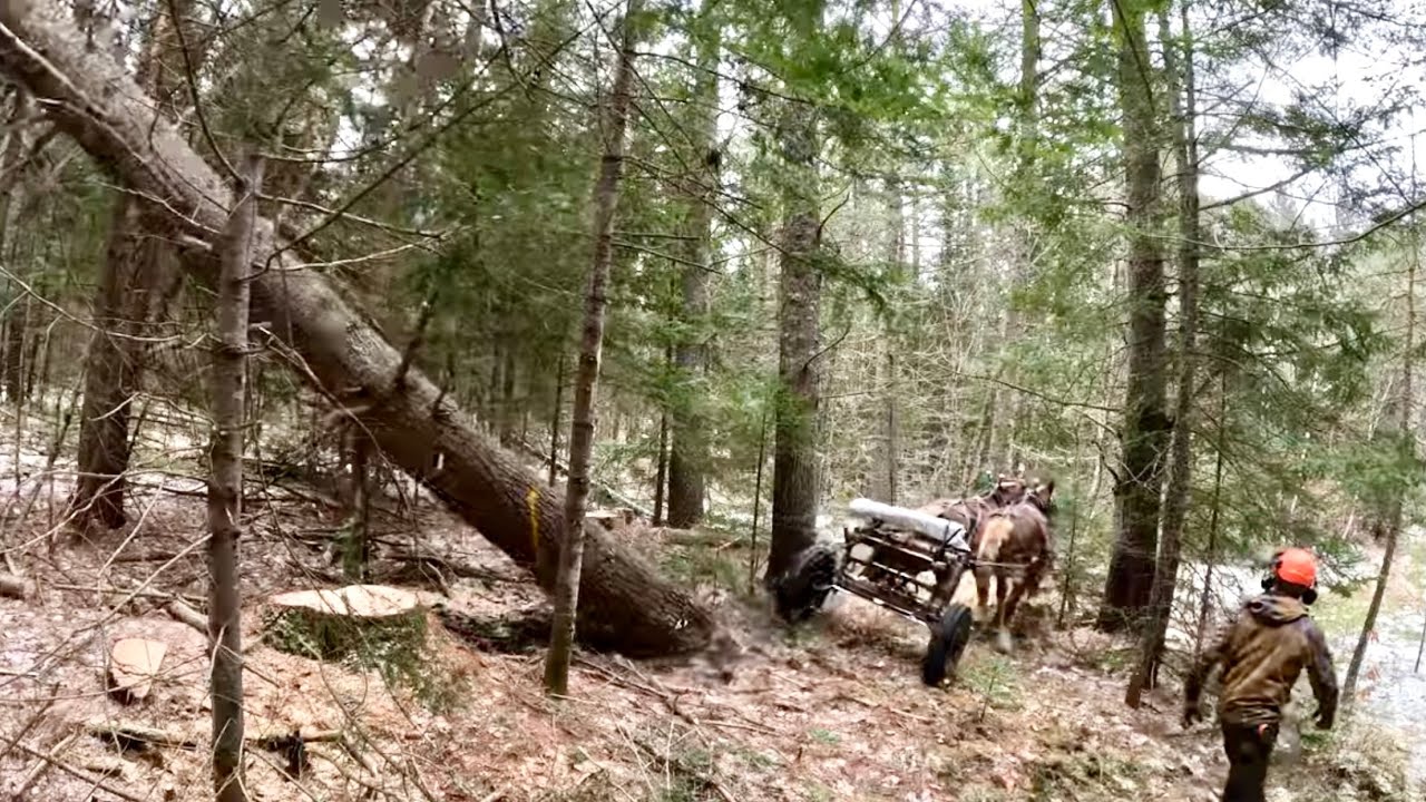DRAFT HORSES PULL DOWN BIG TREE // Start of Winter Logging at Paul Smith's College!!  #563